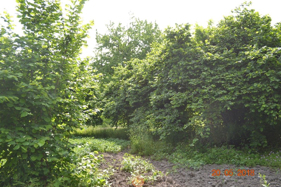 Satılır 4 otaqlı həyət evi/bağ evi 120 m² — Ev, villa, Oğuz (2)