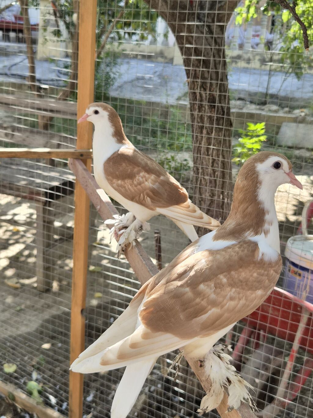 Sari delfin cut balalardi — Göyərçin, Sumqayıt (4)