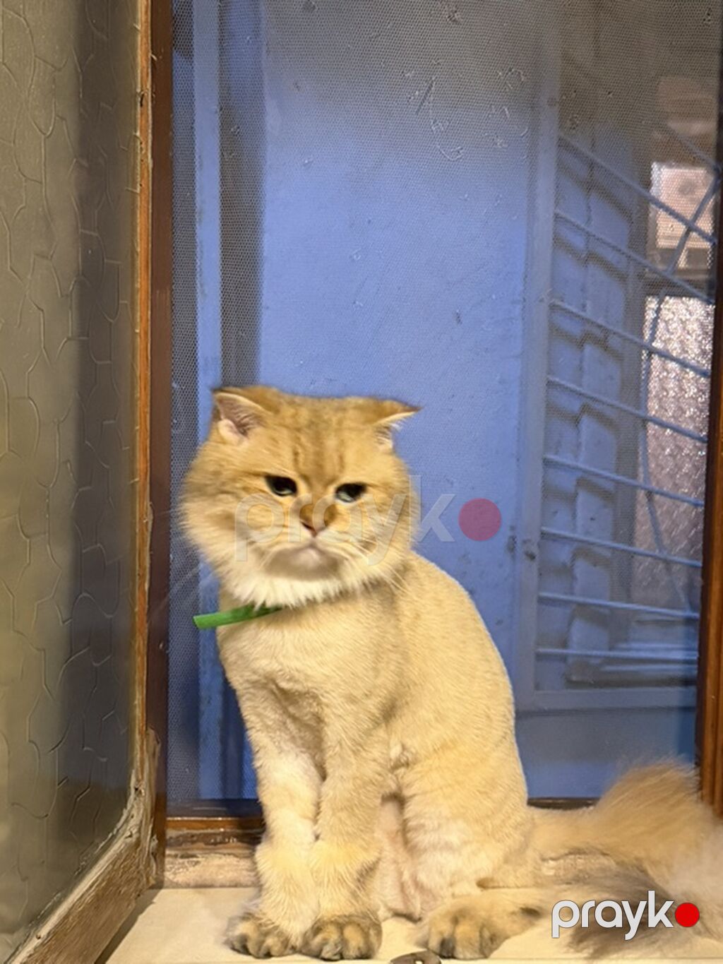 Şotland — Pişiklər, Bakı (4)