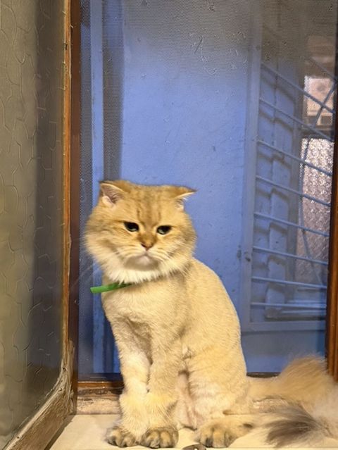 Qızıl şinşilla — Bakı