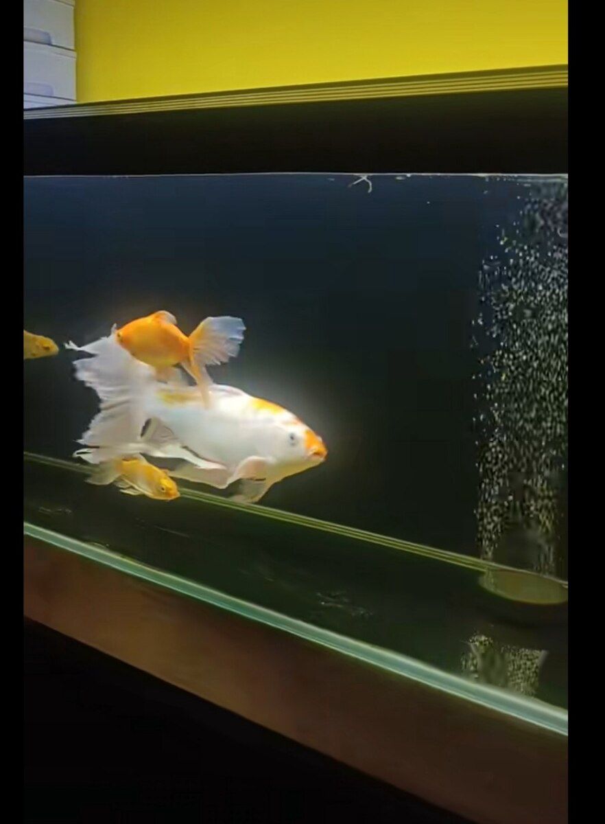 Akvarium və balıqlar — Akvariumlar və balıqlar, Sumqayıt (3)