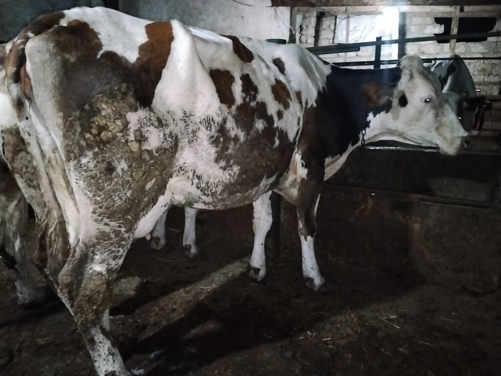 5 aydı doğub təzə doğanda 16 litr verirdi indi hal hazırda 11,12 litr — Kənd təsərrüfatı heyvanları, Digah (2)