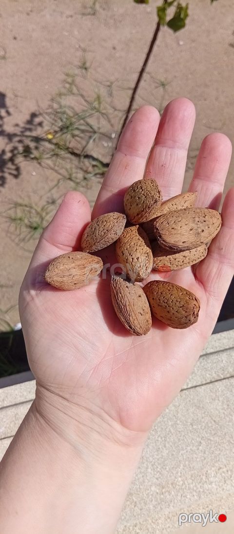 Məhsul: Qabıqlı badam (təbii, günəşdə qurudulmuş) Xüsusiyyətlər — Digah