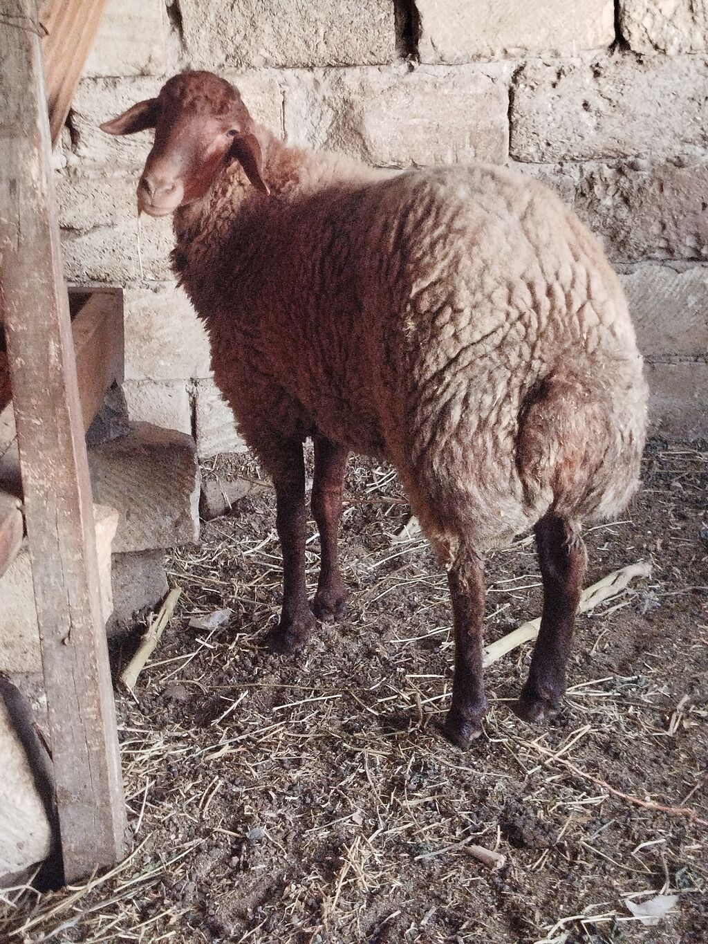 Qoyun – qala ətlik istiqamət, qəhvəyi rəngli, uzunqulaqlı. - Bədən — Kənd təsərrüfatı heyvanları, Sumqayıt (3)