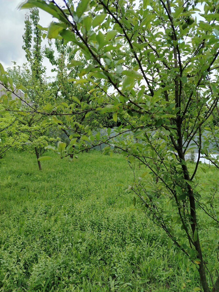 Həyət evi, Qəbələ ş — Ev, villa, Qəbələ (5)
