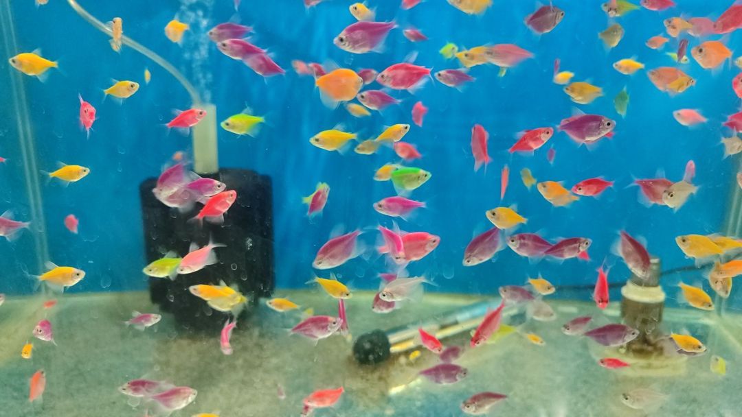 Akvarium balıqları — Akvariumlar və balıqlar, Bakı (2)