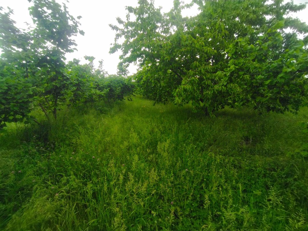 65 sot torpaq sahəsi, Xaçmaz r — Torpaq, Xaçmaz (4)