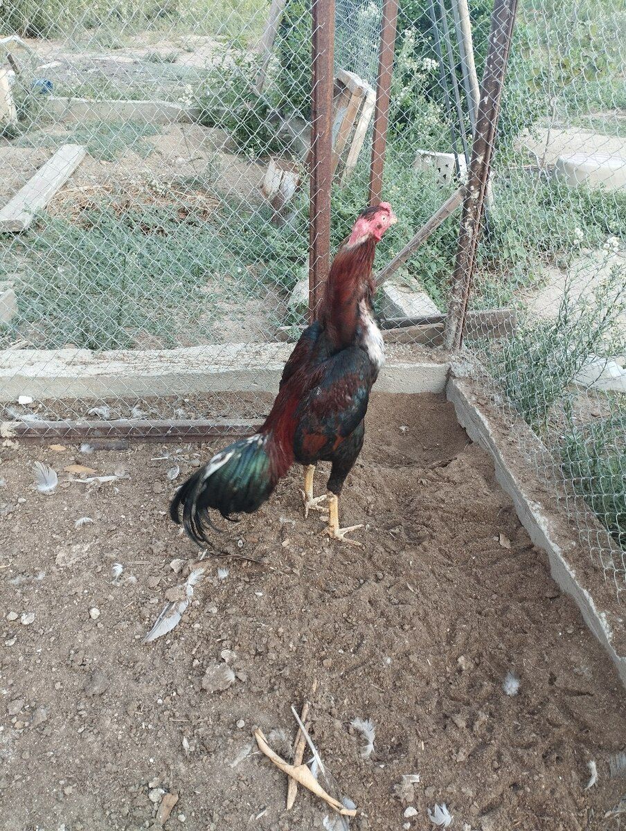 Heyratı — Quşlar, Bakı (3)