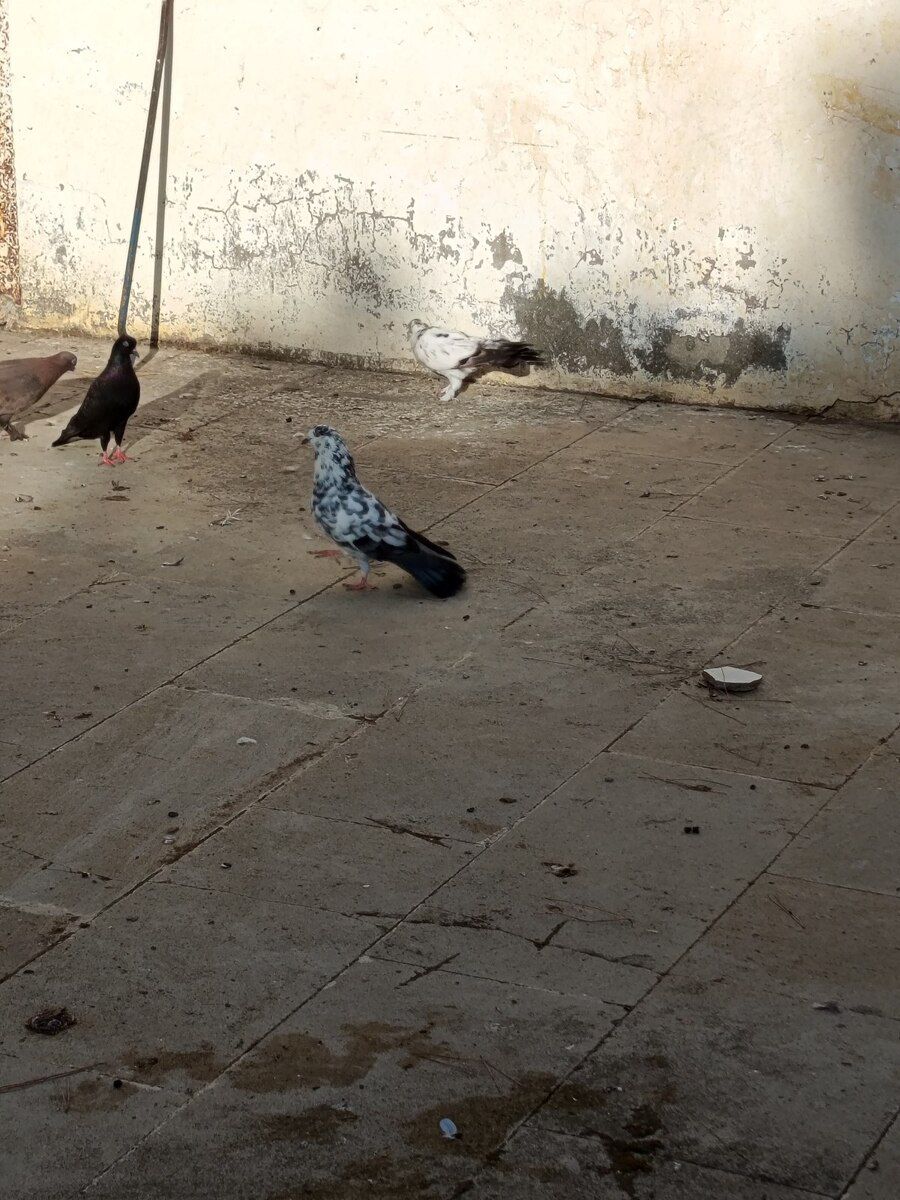 Göyərçin — Quşlar, Bakı (3)