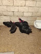 Toyuq, Damazlıq — Chickens and roosters