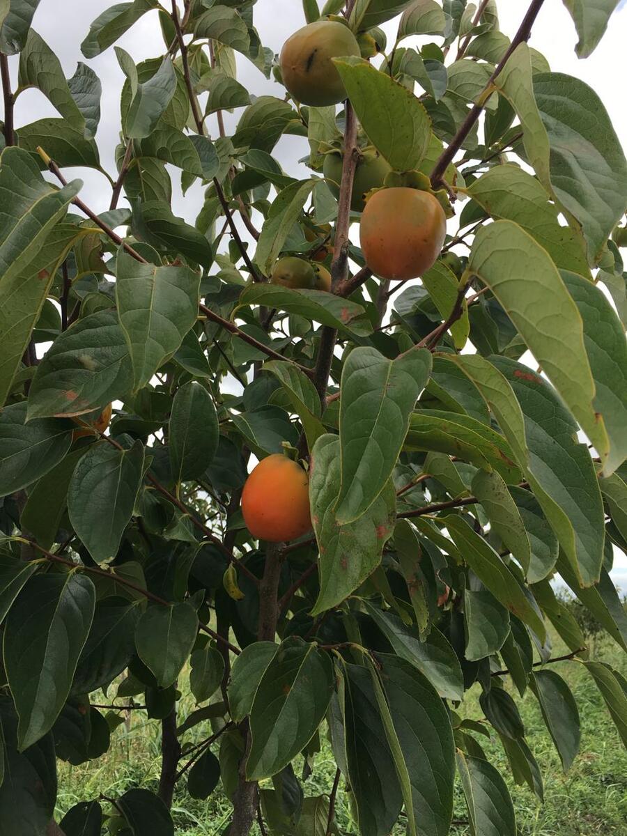 Satılır torpaq 311 sot — Torpaq, Şabran (4)