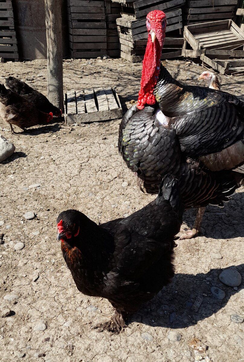 Mayalı kənd toyuğu yumurtaları — Quşlar, Xaçmaz (4)