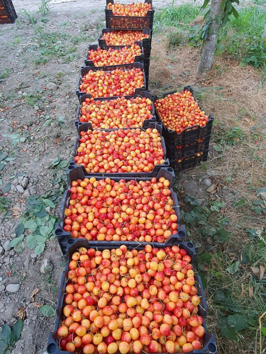 2500 sot torpaq sahəsi, Quba r — Torpaq, Quba (7)