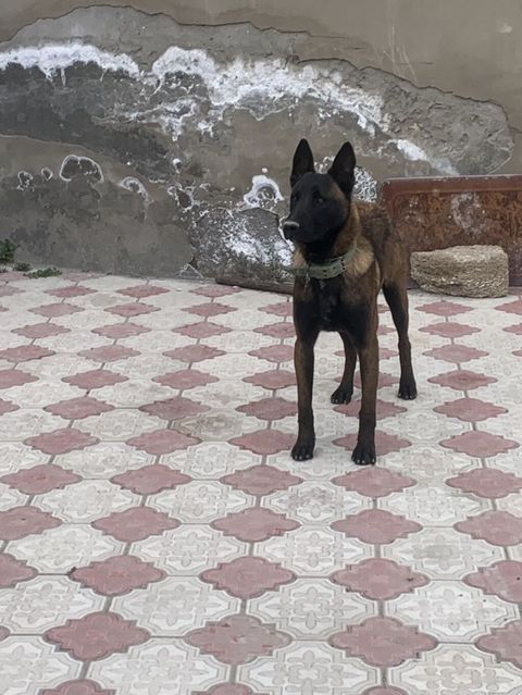 Belçika çoban iti, 1 il, Erkək, Cütləşmə üçün, Ünvandan götürmə — Digah