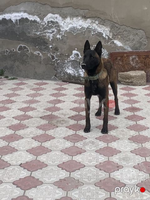 Belçika çoban iti, 1 il, Erkək, Cütləşmə üçün, Ünvandan götürmə — Digah