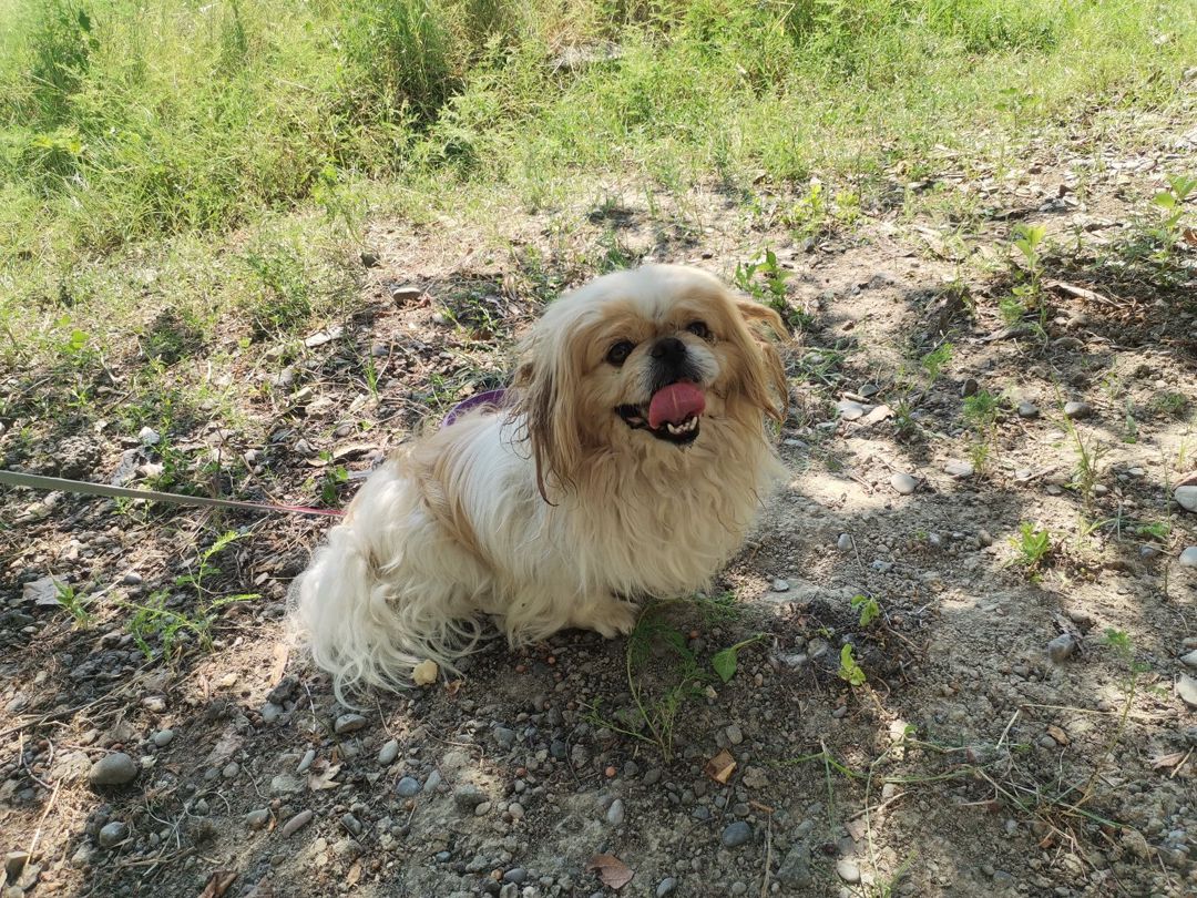 Pekines — Köpəklər, Şəki (4)