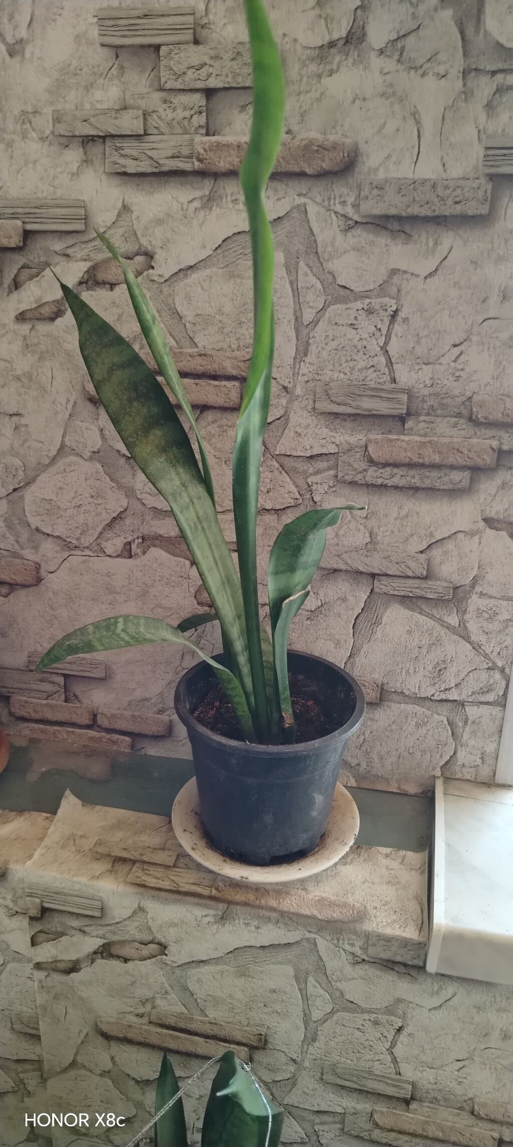 Sansevieria (Qayın dilı / “Snake Plant”) – dekorativ otaq bitkisi — Qapı bitkələri, Digah (3)