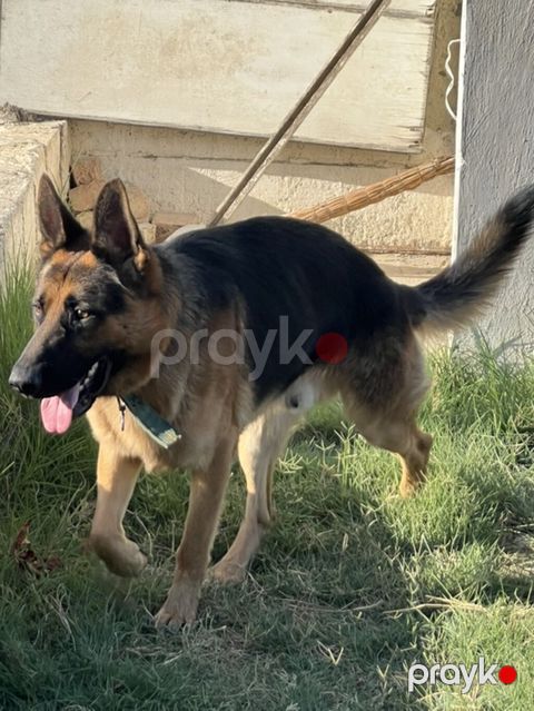 Alman çoban iti, 3 il, Erkək, Cütləşmə üçün — Fatmayı