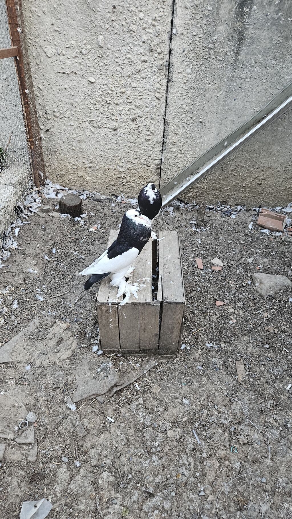 Pomerianlar hazır bala verən cütlərdi erkək bozquyruqdu maya isə tam — Göyərçin, Göytəpə (6)