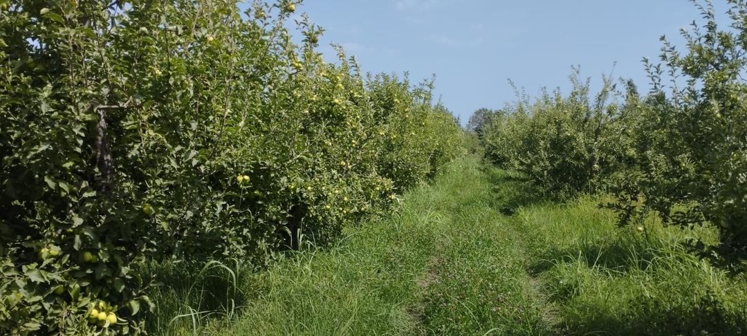 Satılır torpaq 115 sot — Torpaq, Quba (3)