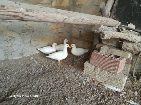 Coldak ördək satilir 4 ədəddi ikisi balasidi 4 dü bir yerdə 160m di — Bakı