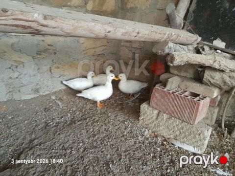 Coldak ördək satilir 4 ədəddi ikisi balasidi 4 dü bir yerdə 160m di — Bakı