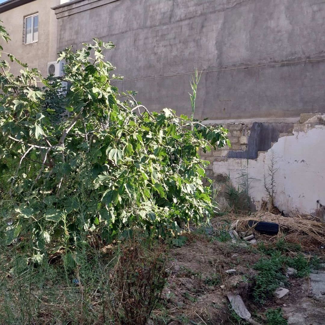 3.6 sot torpaq sahəsi, Bakıxanov qəs — Torpaq, Bakı (4)