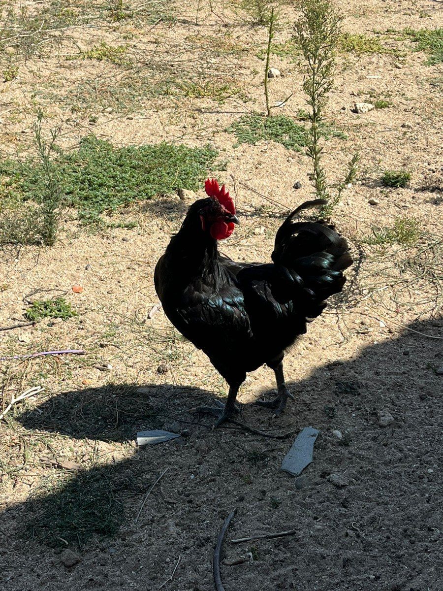 Ördəklər — Quşlar, Bakı (9)