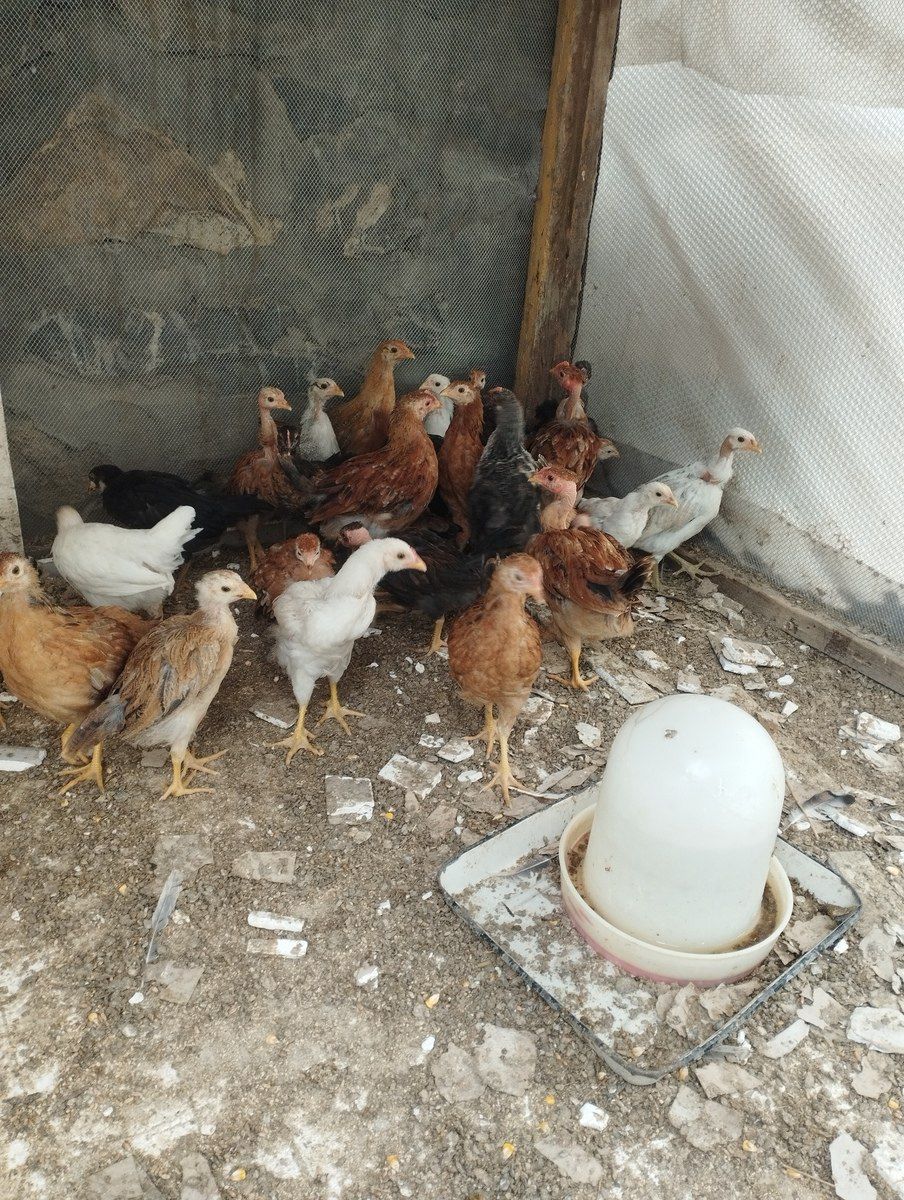 Çolpalar — Quşlar, Şəki (2)