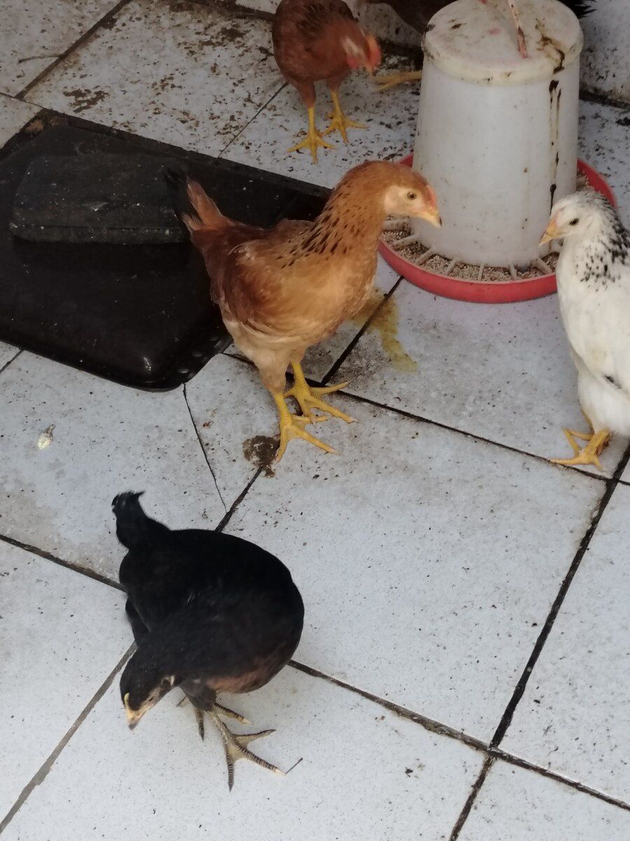 Cücələr — Quşlar, Bakı (2)