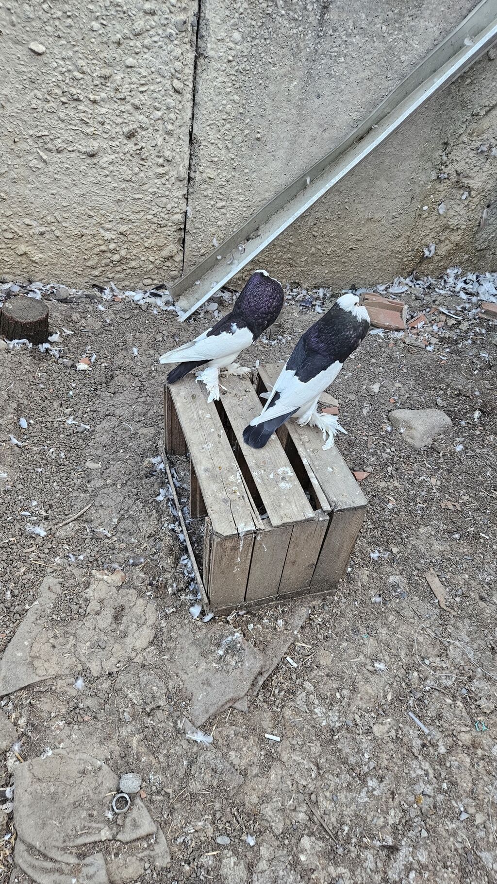 Pomerianlar hazır bala verən cütlərdi erkək bozquyruqdu maya isə tam — Göyərçin, Göytəpə