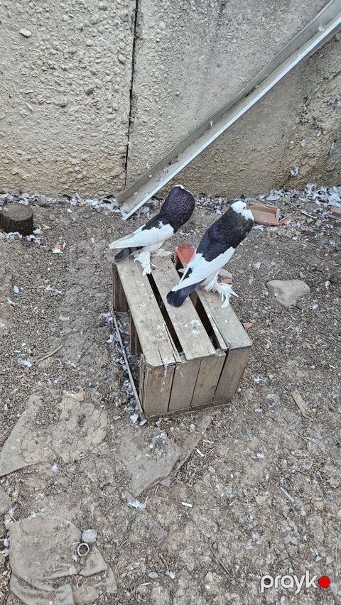 Pomerianlar hazır bala verən cütlərdi erkək bozquyruqdu maya isə tam — Göytəpə