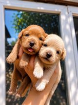 Maltipoo balalari.Temiz orginal balalar.F1 Maltipoo — Sevinc Nebiyeva
