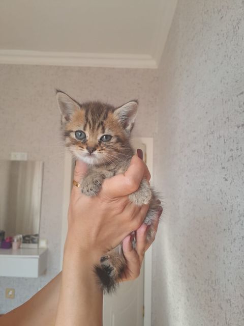 Şotland pişiyi — Xırdalan