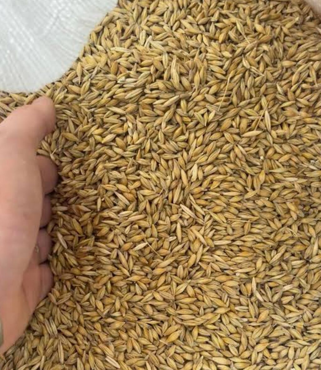 Arpa satılır Arpa satılır Təmiz və keyfiyyətli Ünvan: Hacıqabul — Bitkilər, Hacıqabul