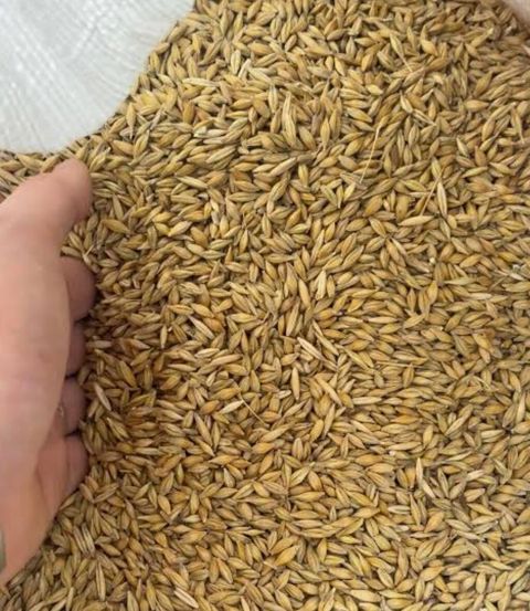 Arpa satılır Arpa satılır Təmiz və keyfiyyətli Ünvan: Hacıqabul — Hacıqabul