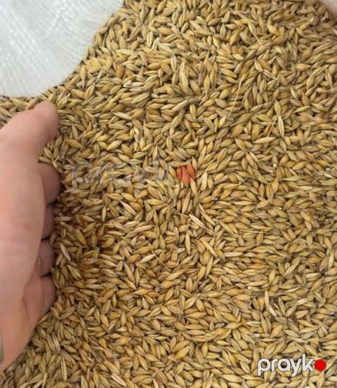 Arpa satılır Arpa satılır Təmiz və keyfiyyətli Ünvan: Hacıqabul — Hacıqabul