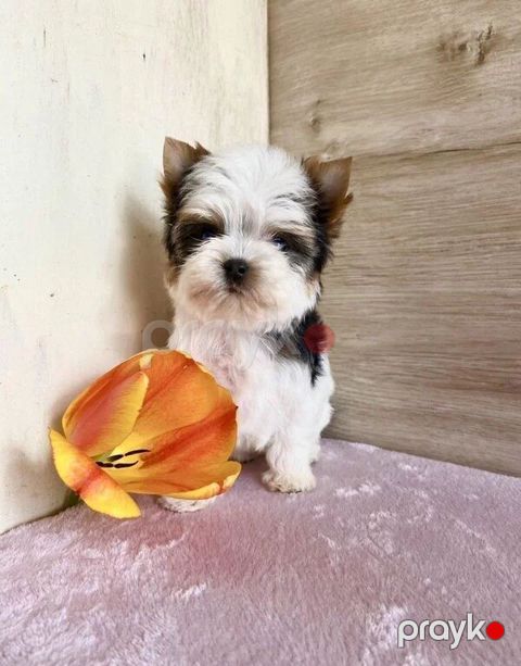 Бивер йорк — Bakı