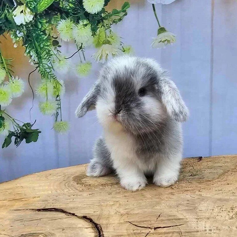 Mini lop dovşanı — Dovşanlar, Bakı (2)