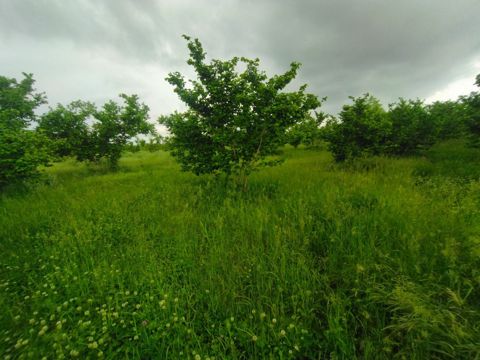 65 sot torpaq sahəsi, Xaçmaz r — Xaçmaz
