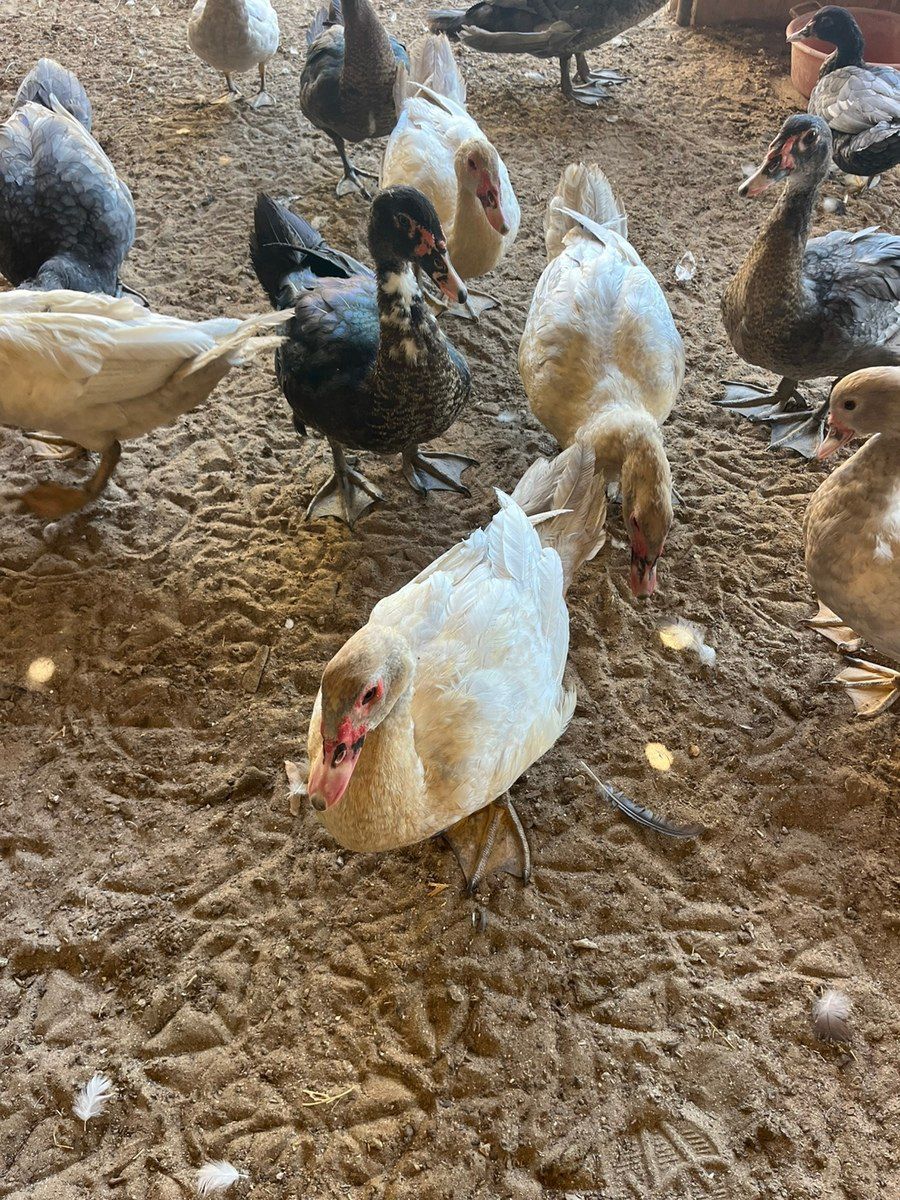 Ördəklər — Quşlar, Bakı (5)