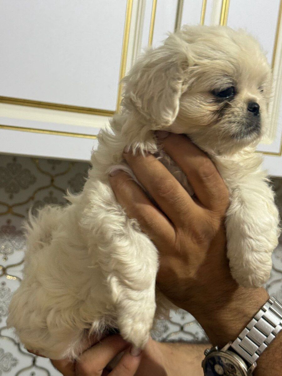 Pekines — Köpəklər, Bakı (6)