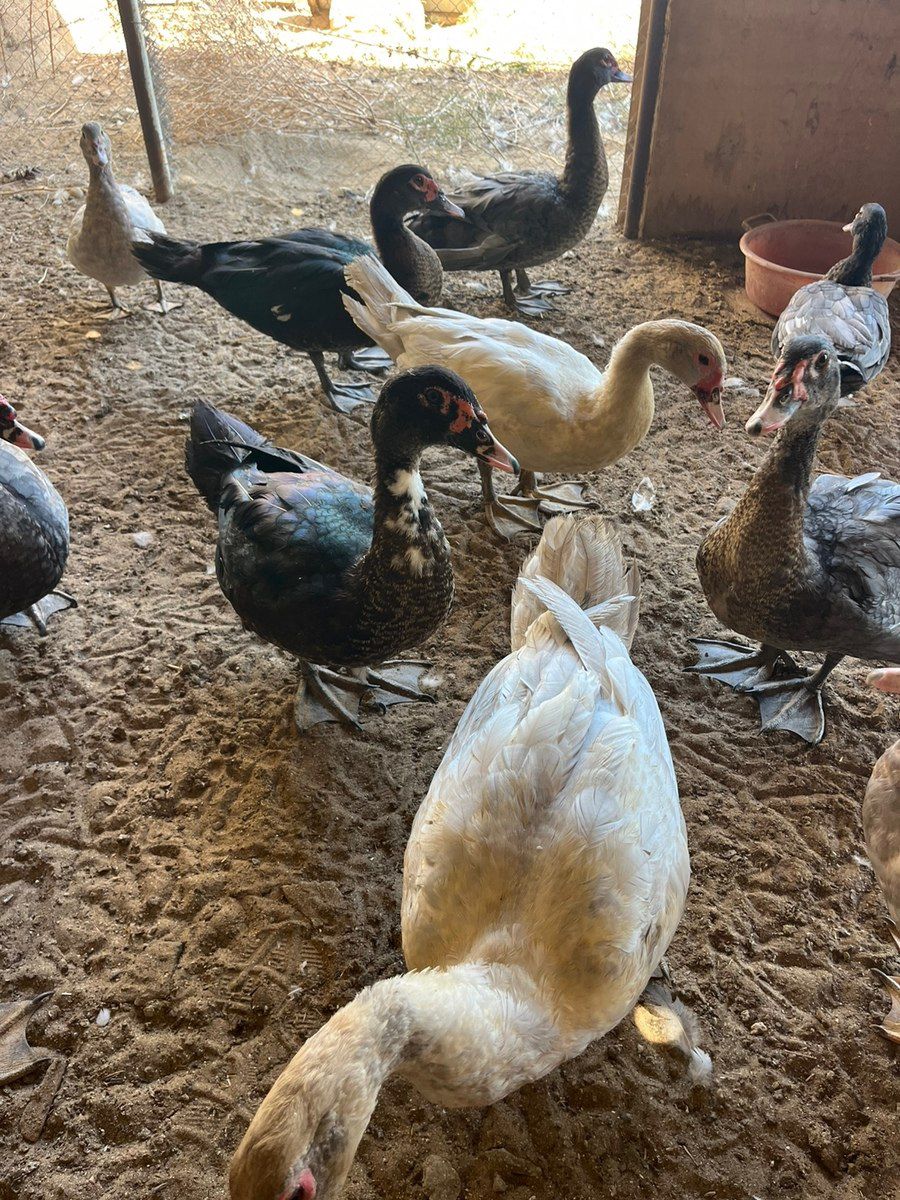 Ördəklər — Quşlar, Bakı (2)