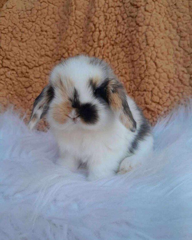 Mini lop dovşanı — Dovşanlar, Bakı (9)