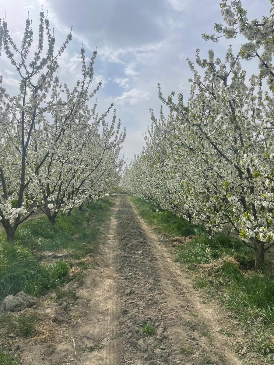 2500 sot torpaq sahəsi, Quba r — Torpaq, Quba (2)