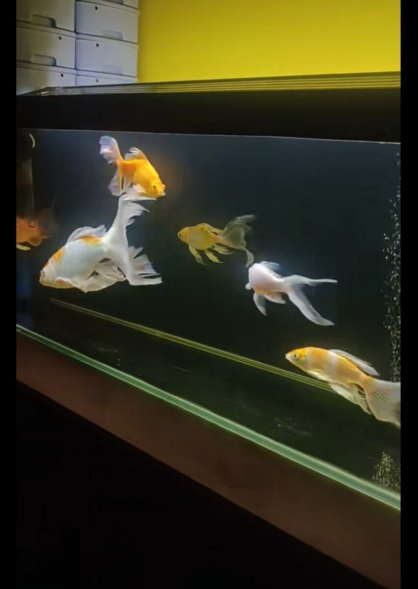 Akvarium və balıqlar — Akvariumlar və balıqlar, Sumqayıt (5)