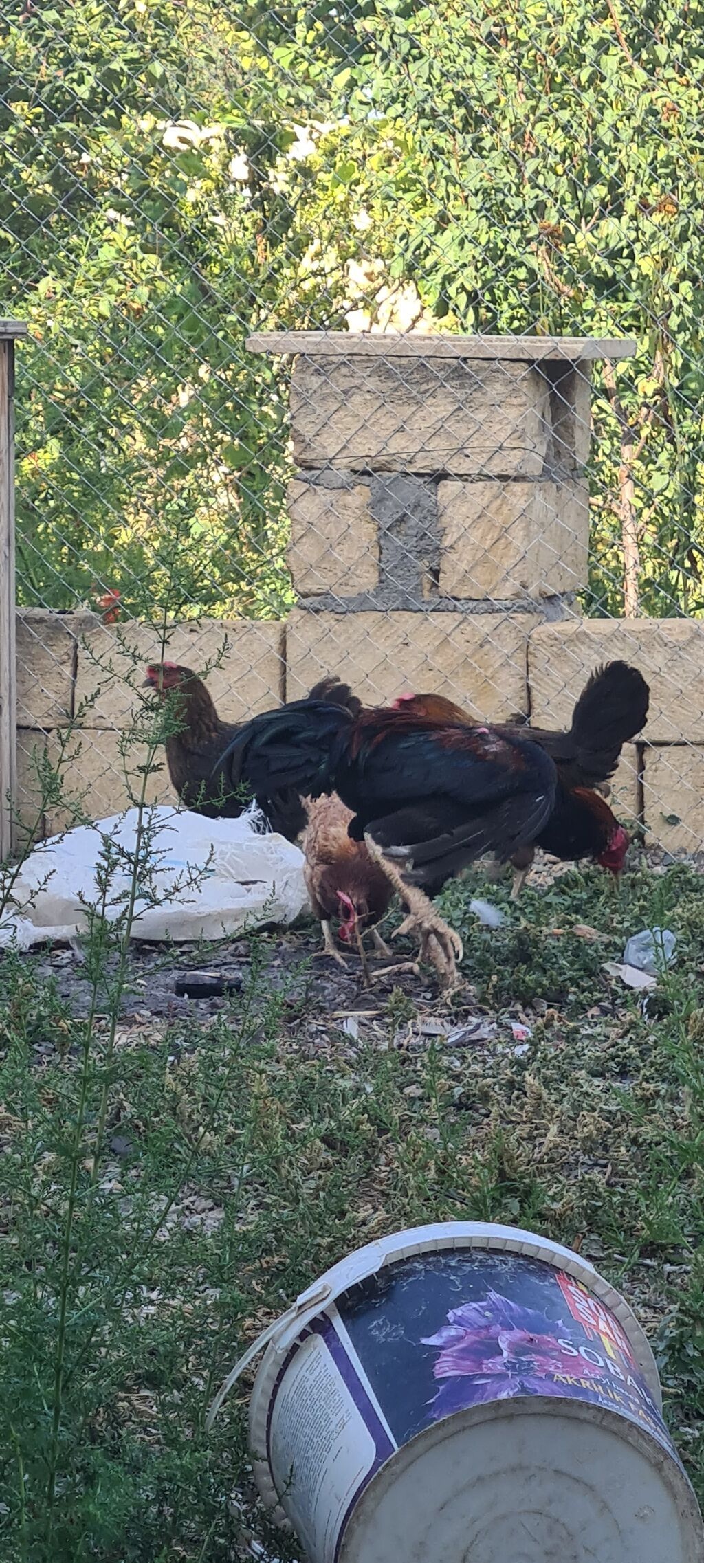 Evala salam alekum heyvan 11 aylig di prob olnuf eyagi ve — Toyuq və xoruz, Gəncə