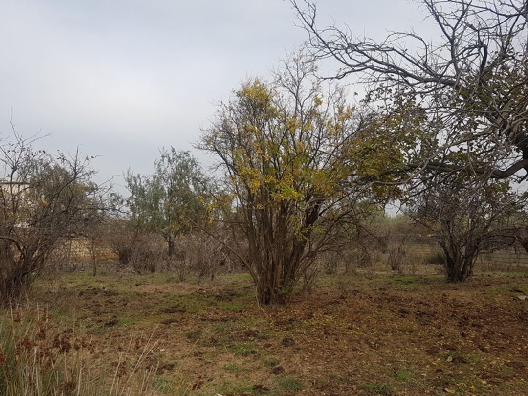 Satılır torpaq 94.5 sot — Torpaq, Bakı (4)