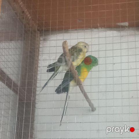 Salam hazır cüt pevciklər satılır.1 dişi bala sıda var.hamisini alana — Digah