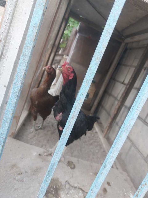 Heyratı fərələri — Bakı